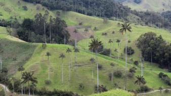 Lee más sobre el artículo Corpocaldas realiza campaña educativa para proteger la Palma de Cera